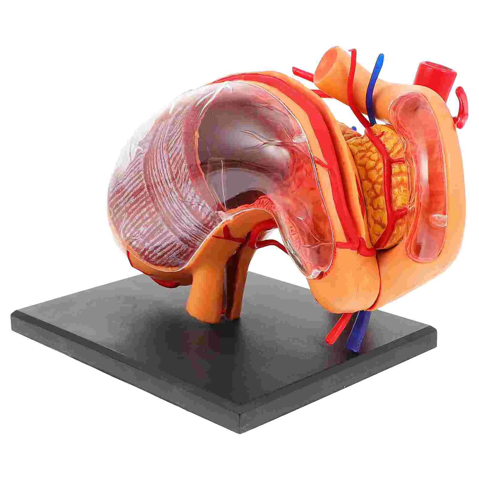 Organ Anatomisi Modeli Sınıf Öğretim Yardımı Gerçekçi Mide Anatomik Plastik Gösteri Ekipmanları Yürümeye Başlayan Görüntü 0