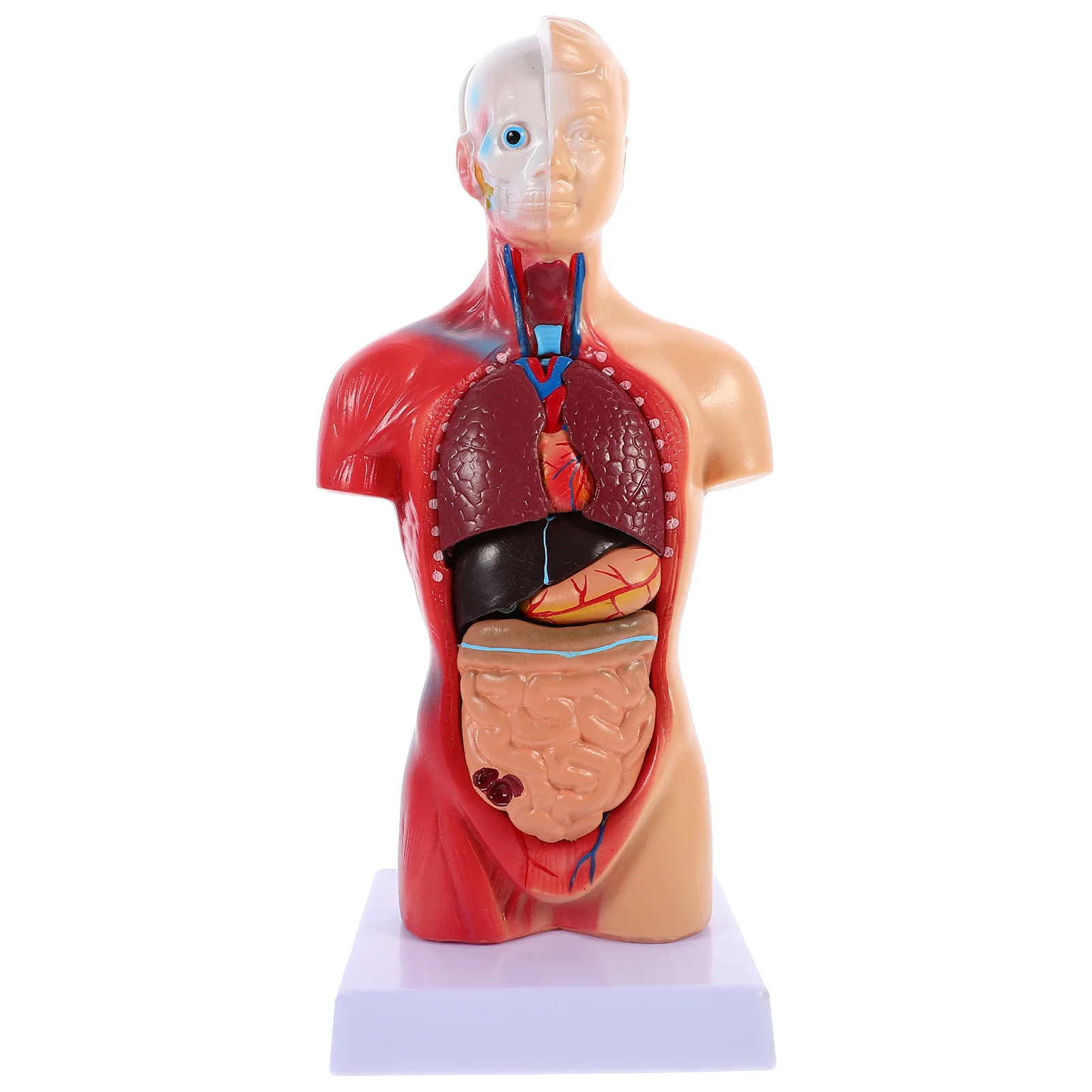 İnsan Torso Vücut Modeli Playset Öğretim Anatomi Organları Modeli Okul Eğitim aracı Çocuklar İnsan Vücudu Hemşirelik Torso Anatomik Görüntü 0