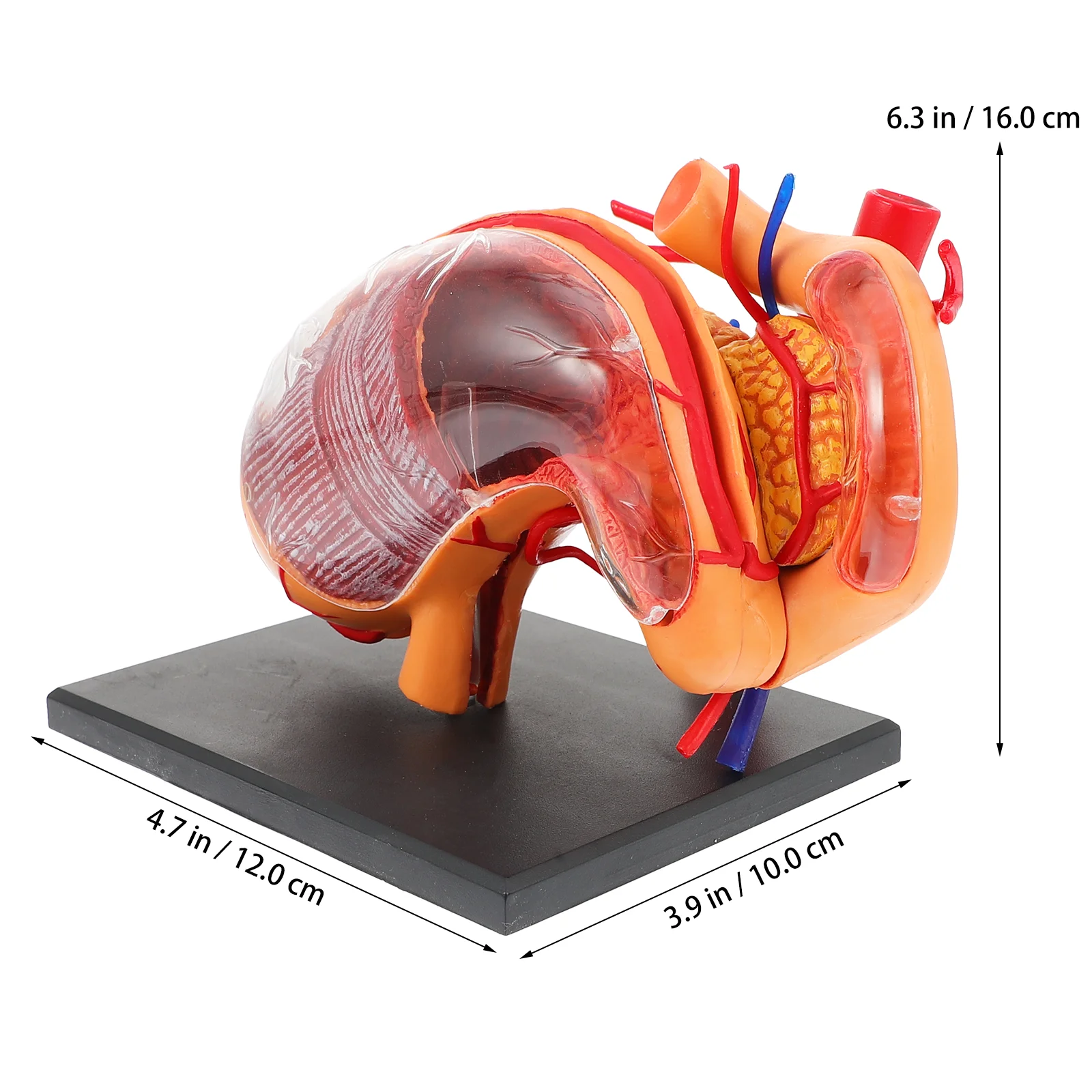 Organ Anatomisi Modeli Sınıf Öğretim Yardımı Gerçekçi Mide Anatomik Plastik Gösteri Ekipmanları Yürümeye Başlayan Görüntü 1