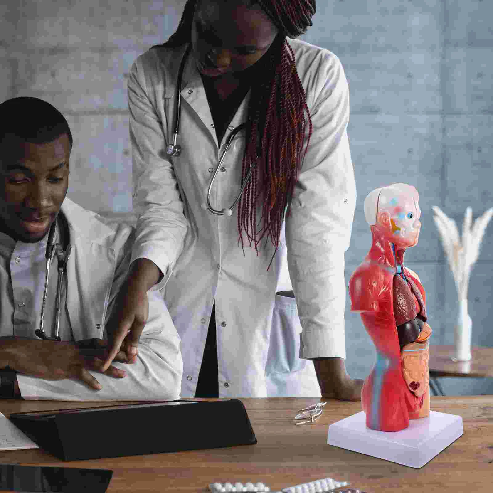 İnsan Torso Vücut Modeli Playset Öğretim Anatomi Organları Modeli Okul Eğitim aracı Çocuklar İnsan Vücudu Hemşirelik Torso Anatomik Görüntü 1