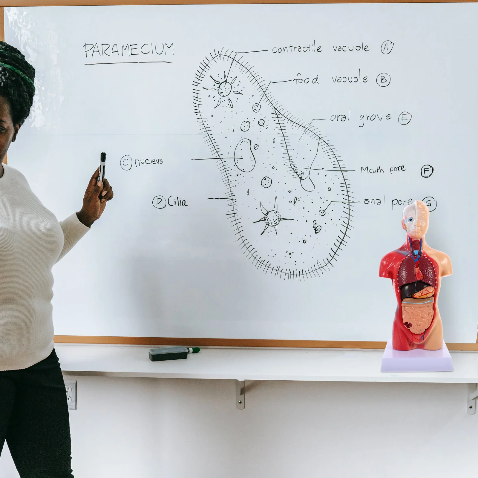 İnsan Torso Vücut Modeli Playset Öğretim Anatomi Organları Modeli Okul Eğitim aracı Çocuklar İnsan Vücudu Hemşirelik Torso Anatomik Görüntü 2