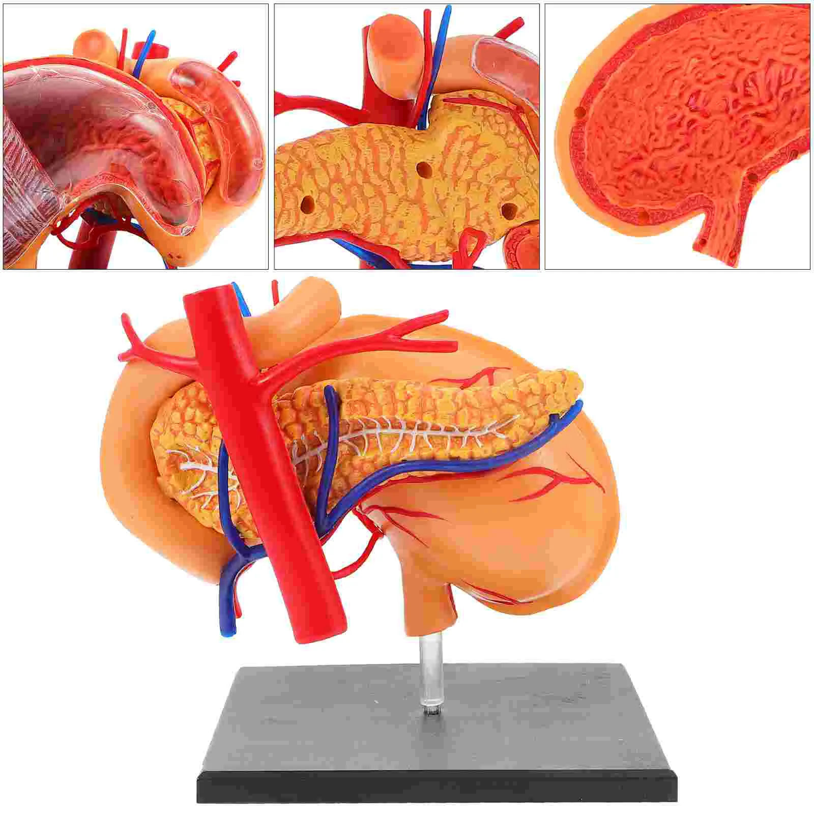 Organ Anatomisi Modeli Sınıf Öğretim Yardımı Gerçekçi Mide Anatomik Plastik Gösteri Ekipmanları Yürümeye Başlayan Görüntü 4