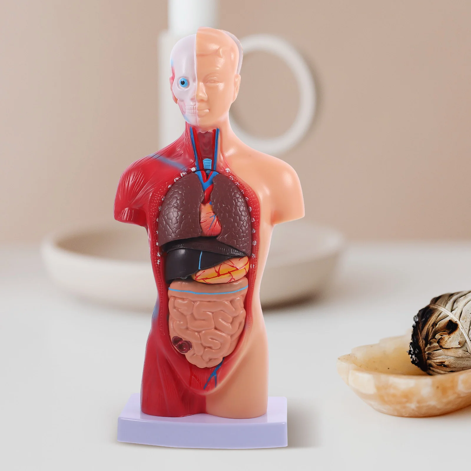 İnsan Torso Vücut Modeli Playset Öğretim Anatomi Organları Modeli Okul Eğitim aracı Çocuklar İnsan Vücudu Hemşirelik Torso Anatomik Görüntü 4