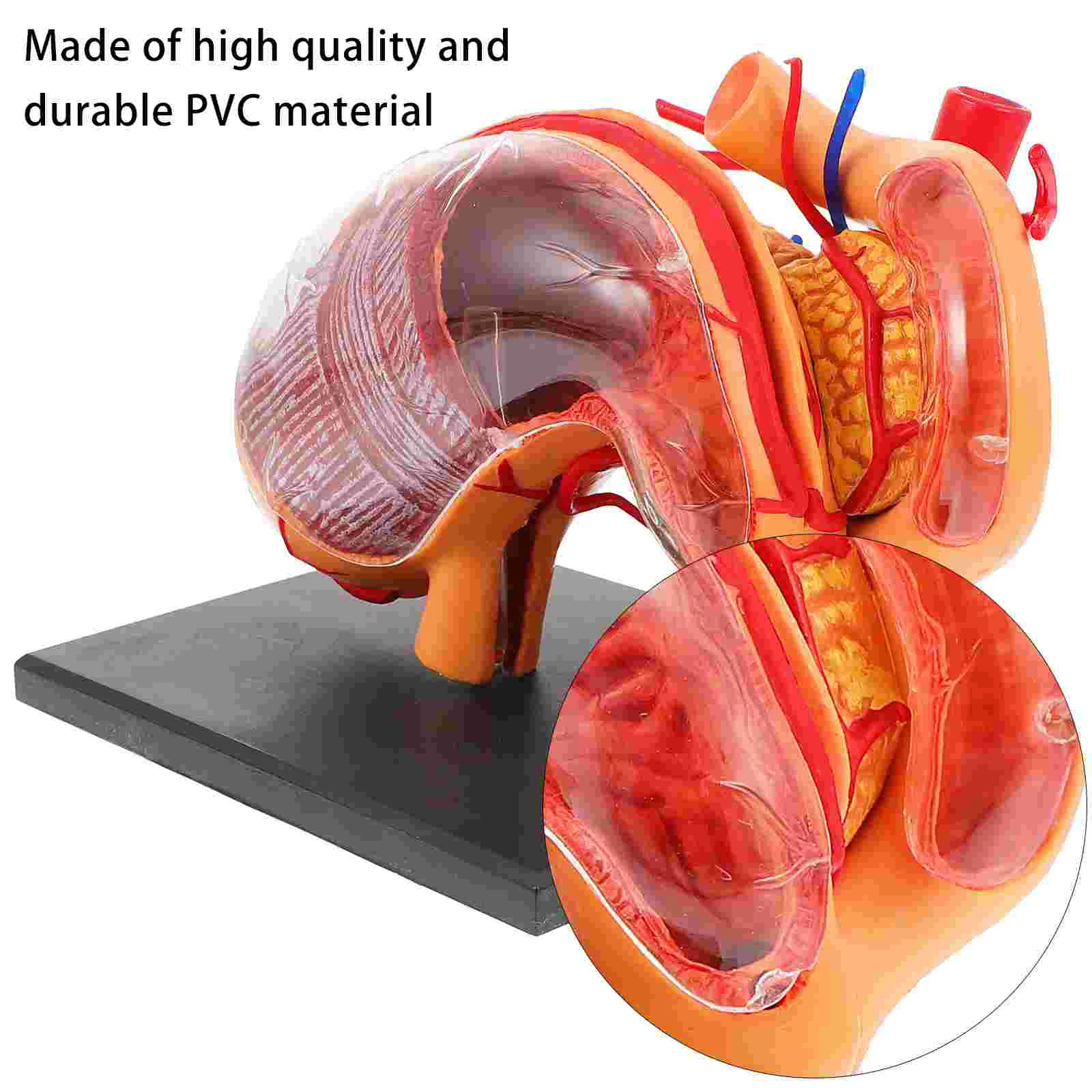 Organ Anatomisi Modeli Sınıf Öğretim Yardımı Gerçekçi Mide Anatomik Plastik Gösteri Ekipmanları Yürümeye Başlayan Görüntü 5