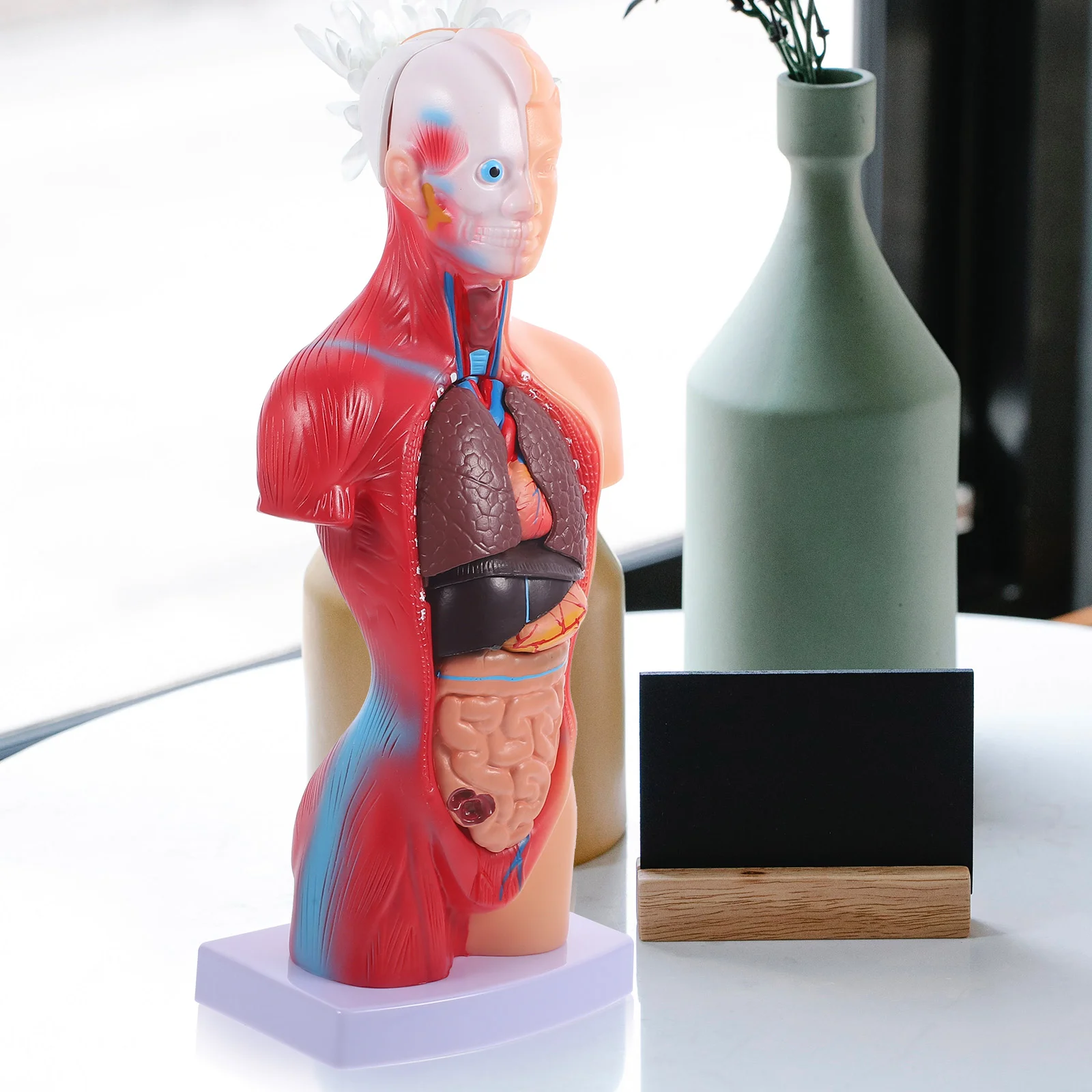 İnsan Torso Vücut Modeli Playset Öğretim Anatomi Organları Modeli Okul Eğitim aracı Çocuklar İnsan Vücudu Hemşirelik Torso Anatomik Görüntü 5